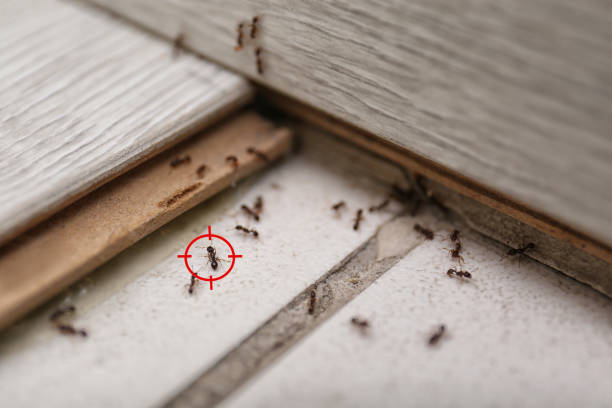 Best Best Pest Control Companies  in Jemison, AL
