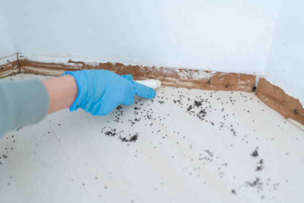 Best Local Pest Control Services  in Jemison, AL